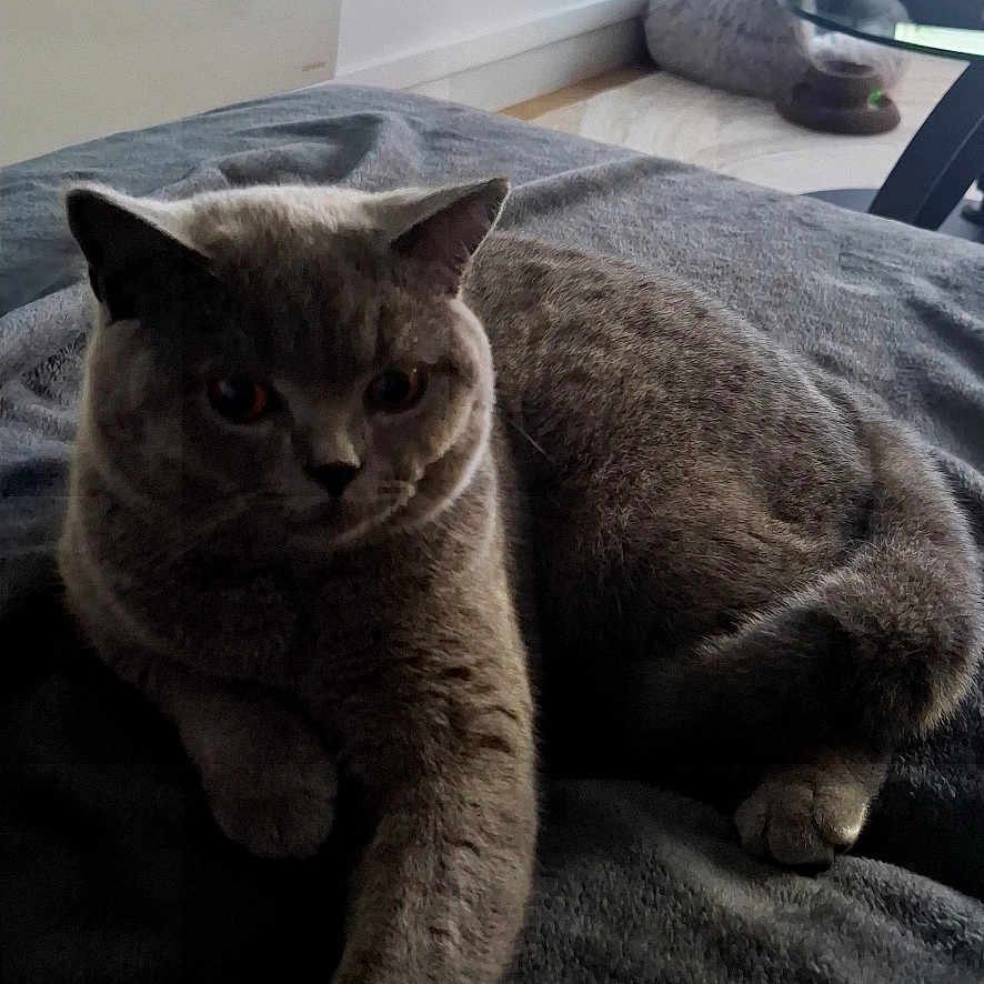 Berlioz a rejoint le concours — aidez-le/la à gagner de superbes lots ! animal, bed, bedroom, blanket, cat, cozy, ears, eyes, feline, front_paw, furniture, gray_cat, gray_fur, indoors, long_tail, lying_down, pet, portrait, sitting, whiskers