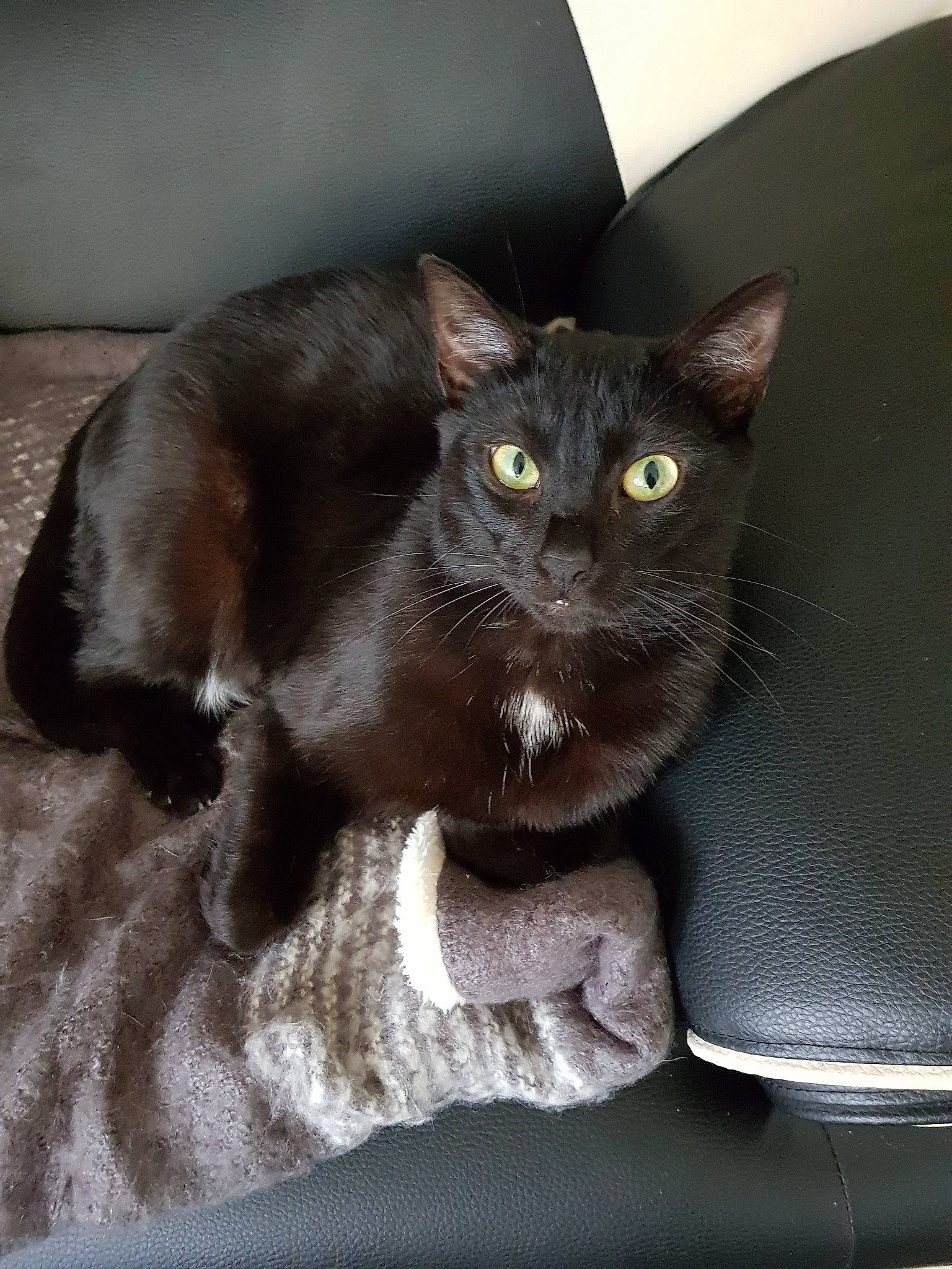 Bebe participe au concours pour gagner de l'argent avec cette photo : asian, black_cat, bombay, burmese, carnivore, cat, chartreux, domestic_short_haired_cat, felidae, german_rex, havana_brown, korat, mammal, nebelung, oriental_shorthair, russian_blue, small_to_medium_sized_cats, snout, vertebrate, whiskers