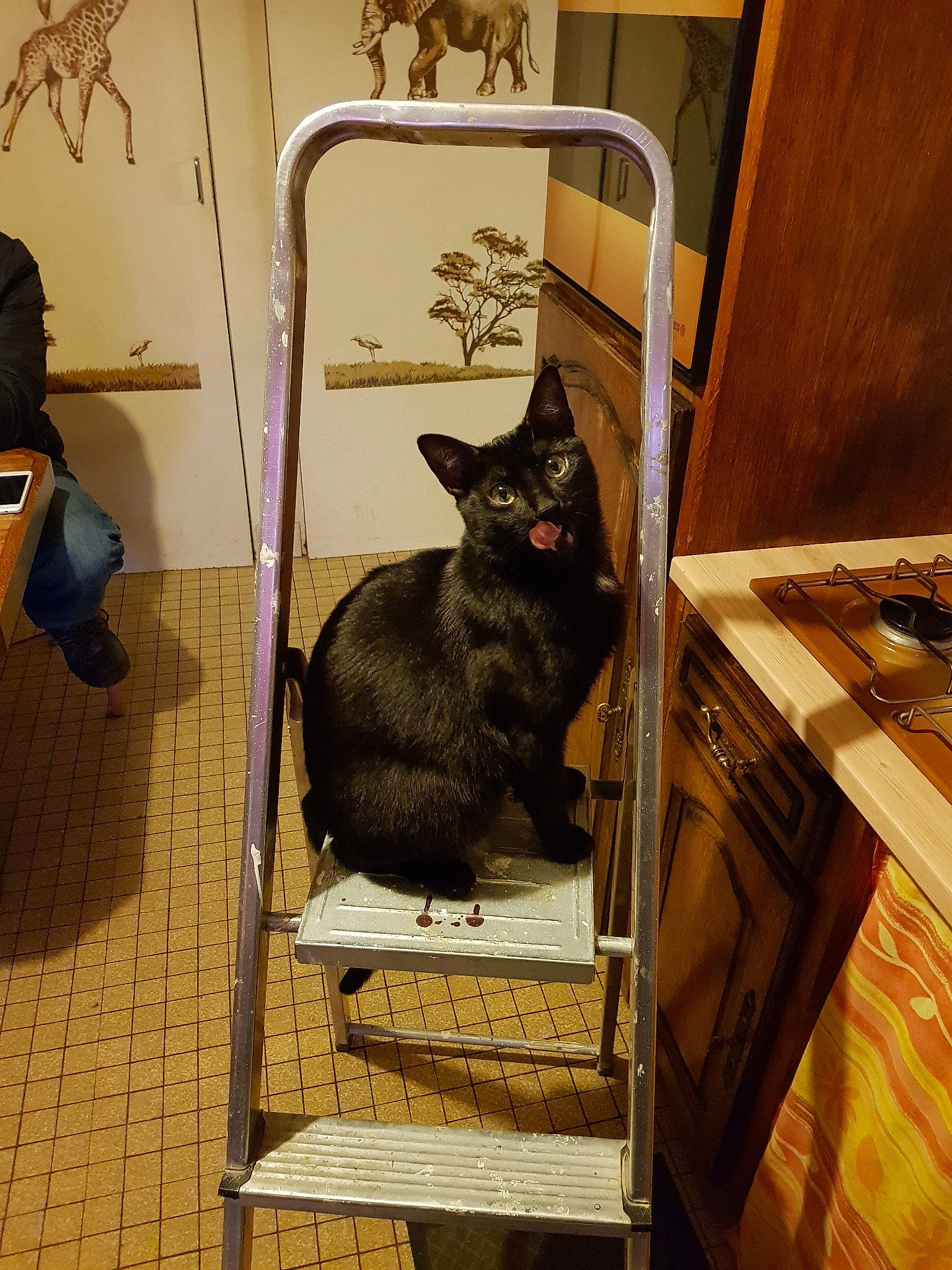 Bebe a rejoint le concours — aidez-le/la à gagner de superbes lots ! asian, black_cat, carnivore, cat, chartreux, domestic_short_haired_cat, felidae, korat, small_to_medium_sized_cats, whiskers