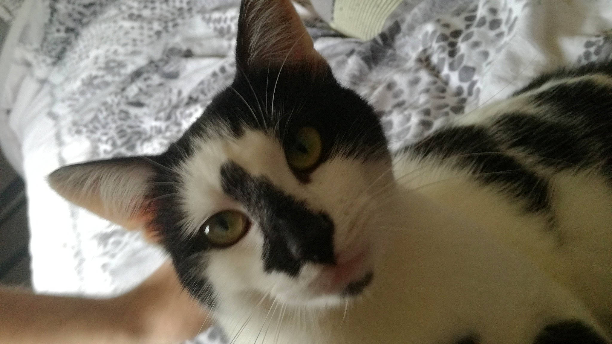 Atrius a rejoint le concours — aidez-le/la à gagner de superbes lots ! aegean_cat, american_wirehair, carnivore, cat, domestic_short_haired_cat, ear, european_shorthair, eye, felidae, fur, kitten, nose, small_to_medium_sized_cats, snout, snowshoe, whiskers