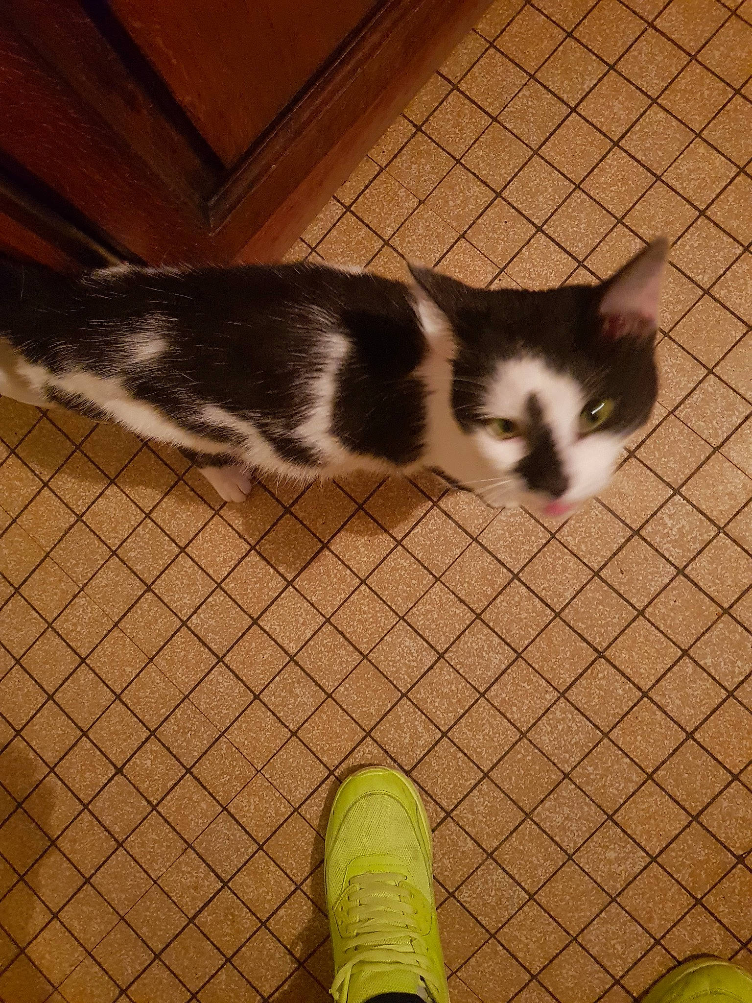 Atrius participe au concours pour gagner de l'argent avec cette photo : animal_shelter, carnivore, cat, domestic_short_haired_cat, european_shorthair, felidae, kitten, mammal, polydactyl_cat, small_to_medium_sized_cats, tail, whiskers