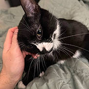 Penelope joined the competition — help win amazing prizes! cat, tuxedo_cat, black_and_white, pet, hand, whiskers, close_up, indoor, bed, blanket, fur, animal, cute, cozy, affection, domestic_cat, relaxing, portrait, sleepy, soft_lighting