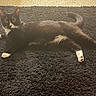 Penelope joined the competition — help win amazing prizes! cat, black_cat, white_paws, fluffy_rug, indoor, pet, feline, relaxed, lying_down, fur, whiskers, tail, animal, domestic_cat, cozy, carpet, cute, portrait, mammal, resting