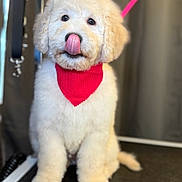 Moschino is registered to the contest to win money with this photo: puppy, dog, red_bandana, fluffy, cute, tongue_out, pet, animal, indoor, sitting, fur, adorable, young_dog, leash, collar, portrait, closeup, playful, pet_accessory, groomed