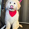 puppy, dog, red_bandana, fluffy, cute, tongue_out, pet, animal, indoor, sitting, fur, adorable, young_dog, leash, collar, portrait, closeup, playful, pet_accessory, groomed