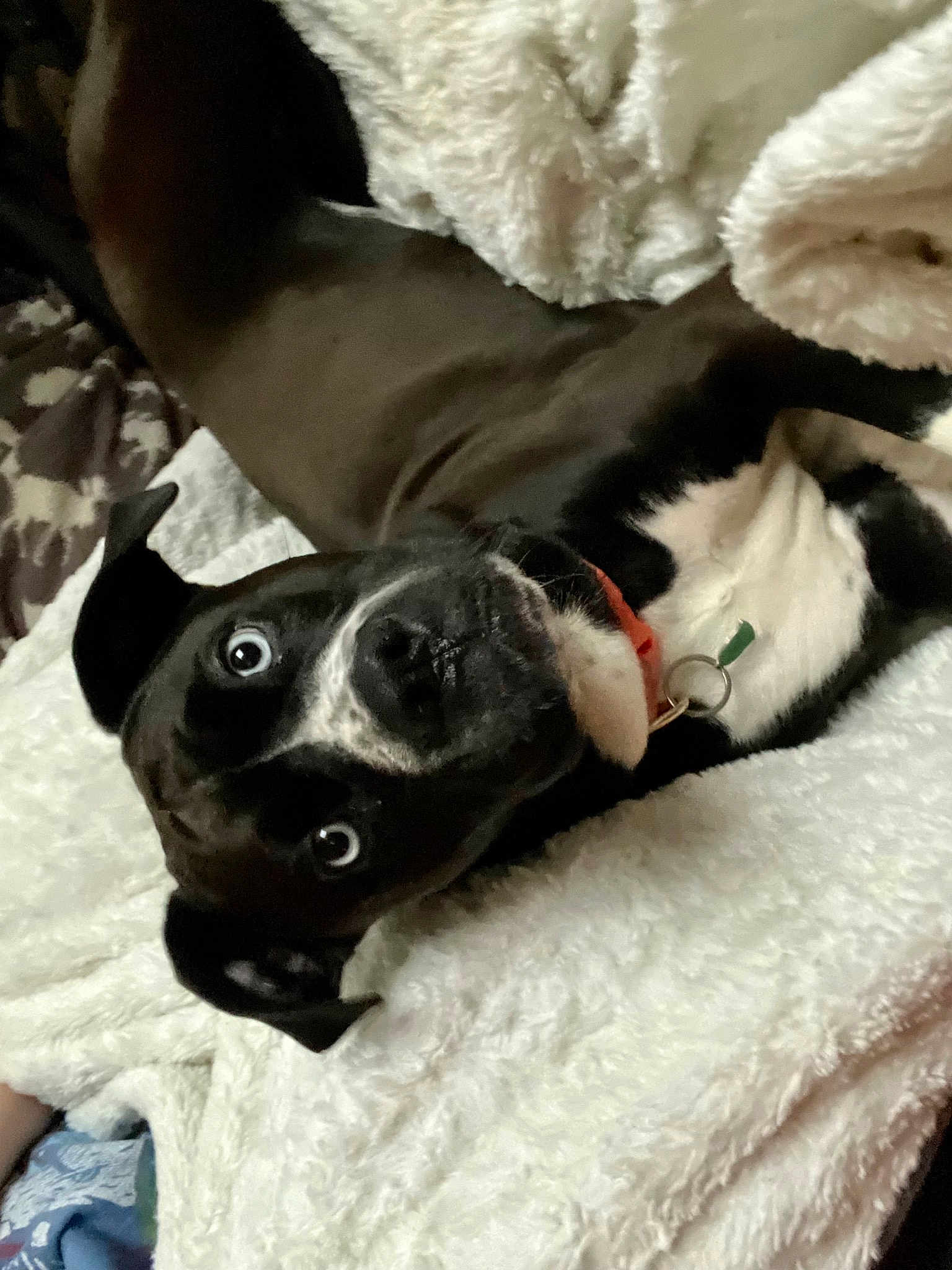 Roxie