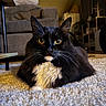 Trixie is registered to the contest to win money with this photo: cat, black_cat, white_fur, golden_eyes, fluffy_carpet, indoor, living_room, furniture, couch, whiskers, pet, animal, fur, relaxed, close_up, portrait, domestic_cat, cozy, soft_lighting, floor