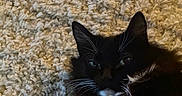Trixie is registered to the contest to win money with this photo: cat, black_and_white, feline, whiskers, carpet, texture, indoor, pet, animal, fur, relaxed, cute, closeup, laying_down, cozy, soft, domestic, mammal, eyes, resting