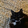 cat, black_and_white, feline, whiskers, carpet, texture, indoor, pet, animal, fur, relaxed, cute, closeup, laying_down, cozy, soft, domestic, mammal, eyes, resting