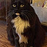 Trixie joined the competition — help win amazing prizes! cat, tuxedo_cat, feline, indoor, wooden_floor, pet, whiskers, yellow_eyes, black_fur, white_fur, sitting, closeup, domestic_animal, household, furry, mammal, cute, portrait, animal, cozy