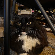 Trixie is registered to the contest to win money with this photo: cat, black_and_white, fluffy, indoor, carpet, chair_legs, pet, animal, whiskers, paw, close_up, feline, curious_eyes, resting, domestic_cat, fur, mammal, cute, companion, house_pet
