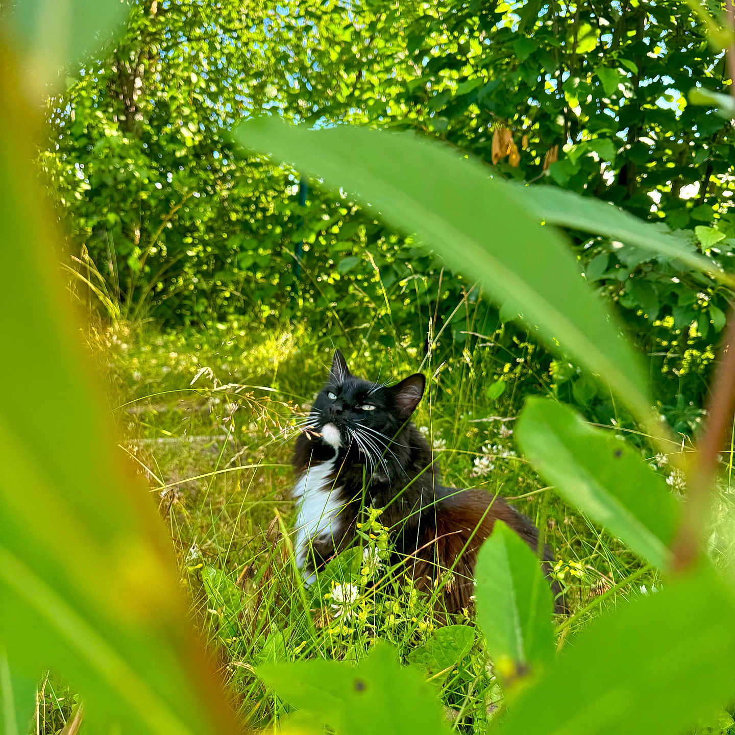 Trixie joined the competition — help win amazing prizes! cat, animal, black_and_white, outdoor, nature, grass, greenery, leaf, meadow, curious, wildlife, feline, whiskers, sunlight, flora, plant, close_up, pet, wilderness, summer