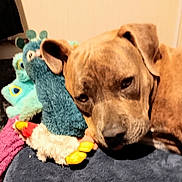 Breeze is registered to the contest to win money with this photo: animal, bedroom, brown_dog, closeup, comfort, cozy, cute, dog, fabric, furry, home, indoor, pet, plush, relaxation, resting, sleepy, soft_texture, stuffed_toy, toy_duck