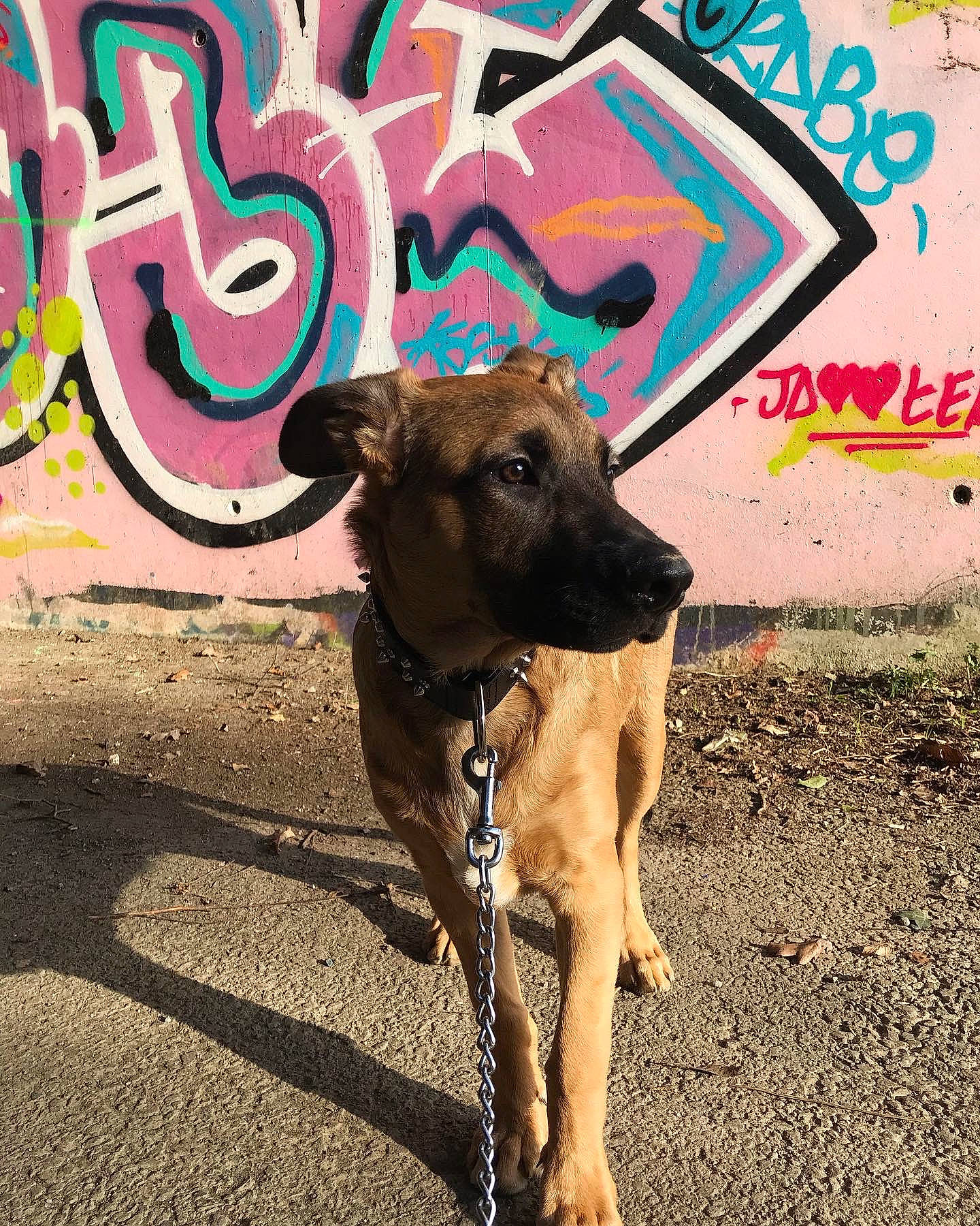 Buddy a rejoint le concours — aidez-le/la à gagner de superbes lots ! carnivore, collar, companion_dog, dog, dog_breed, dog_supply, fawn, graffiti, liver, mural, paint, pink, snout, sporting_group, street_art, teal, terrestrial_animal, tints_and_shades, turquoise, working_animal
