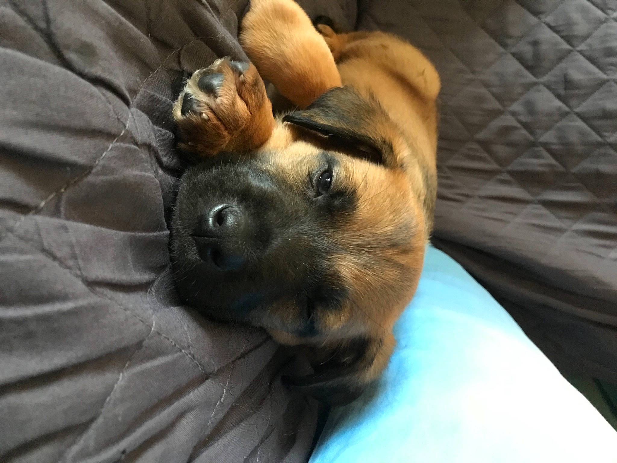 Buddy participe au concours pour gagner de l'argent avec cette photo : bored, canidae, carnivore, comfort, companion_dog, dog, dog_breed, fawn, fur, guard_dog, nap, non_sporting_group, paw, puppy, snout, sporting_group, terrestrial_animal, whiskers, working_animal, working_dog