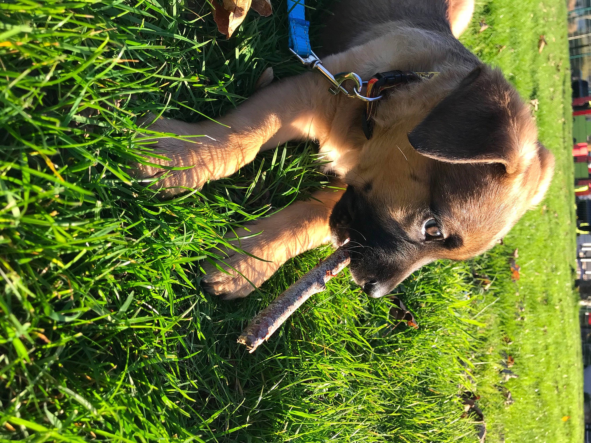 Buddy a rejoint le concours — aidez-le/la à gagner de superbes lots ! canidae, dog_breed, elephant, fawn, fur, grass, grassland, groundcover, lawn, liver, organism, people_in_nature, plant, snout, sporting_group, tail, terrestrial_animal, tree, wildlife, working_animal