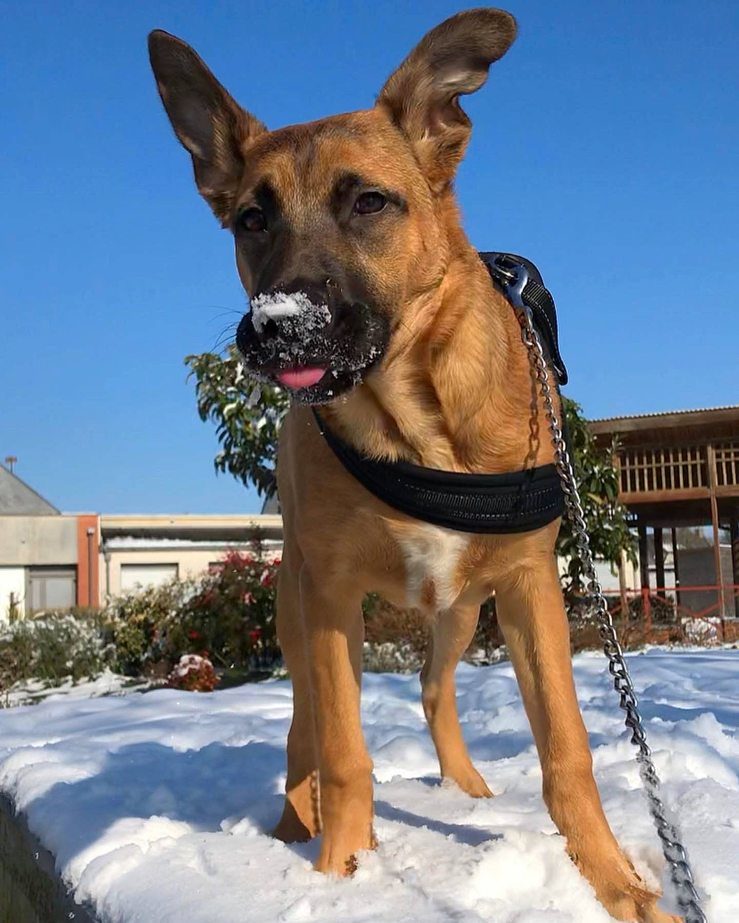Buddy participe au concours pour gagner de l'argent avec cette photo : building, canidae, carnivore, collar, companion_dog, dog, dog_breed, dog_collar, fawn, guard_dog, liver, plant, sky, snout, snow, sporting_group, tree, window, working_animal, working_dog