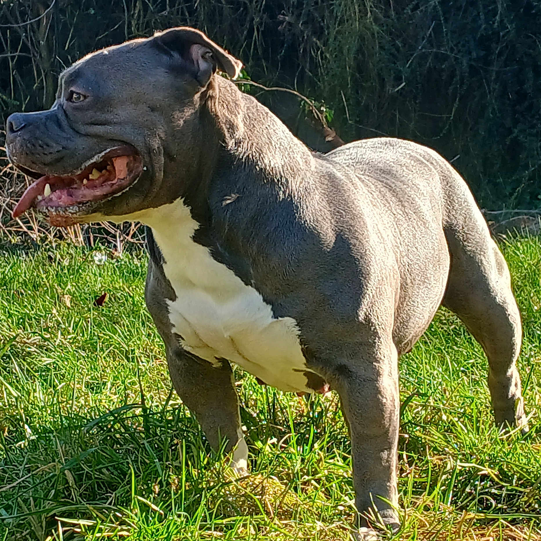 Ruby participe au concours pour gagner de l'argent avec cette photo : animal, boxer, bulldog, canine, dog, frenchbulldog, grass, machine, pet, pitbull, plant, puppy, snout, spoke