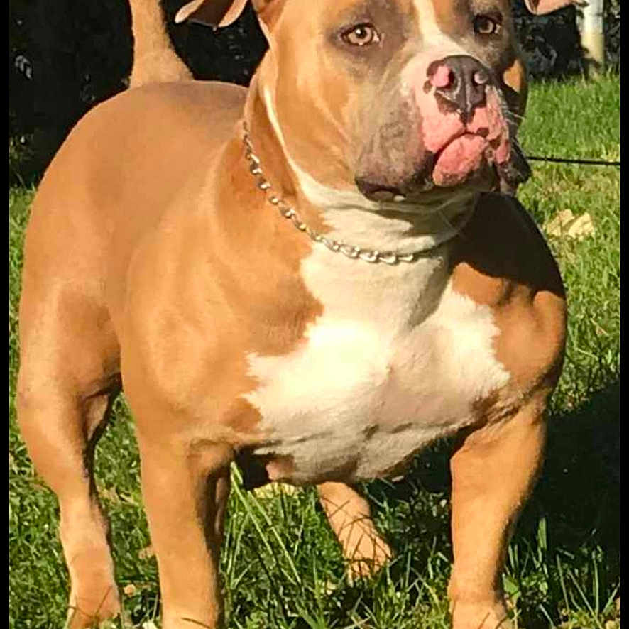 Kalis