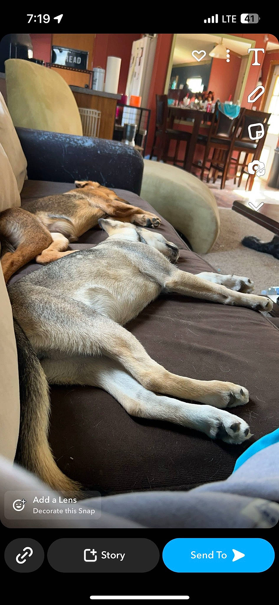 Nova joined the competition — help win amazing prizes! canidae, carnivore, comfort, companion_dog, couch, dog, dog_breed, fawn, flooring, fur, furniture, hardwood, lamp, living_room, room, snout, sporting_group, terrestrial_animal, wood, working_animal