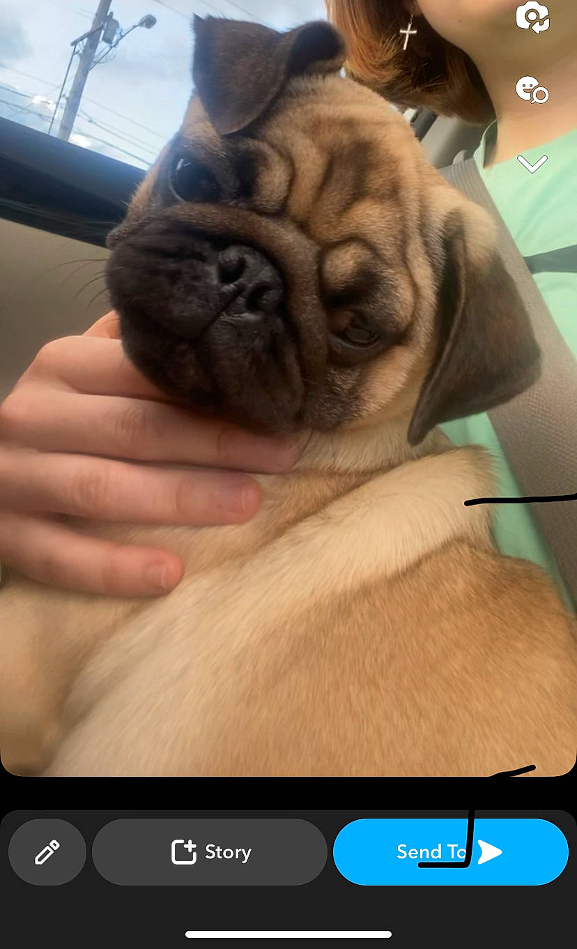 Cricket joined the competition — help win amazing prizes! carnivore, communication_device, companion_dog, dog, dog_breed, fawn, finger, font, gesture, hand, nail, photograph, portable_communications_device, pug, screenshot, snapshot, snout, thumb, toy_dog, wrinkle