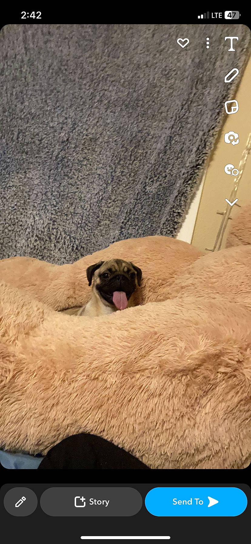 Cricket is registered to the contest to win money with this photo: carnivore, comfort, companion_dog, dog_breed, fawn, flesh, foot, pug, snout, sporting_group, terrestrial_animal, wildlife, wood, working_animal, wrinkle