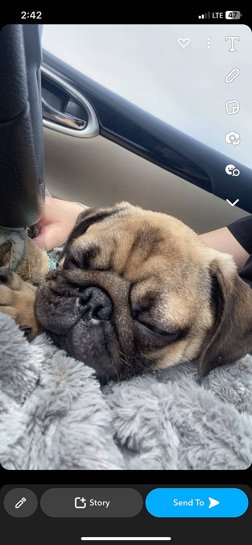 Cricket joined the competition — help win amazing prizes! automotive_tire, canidae, carnivore, cloud, comfort, companion_dog, dog, dog_breed, fawn, fur, pug, puppy_love, sky, snout, sporting_group, terrestrial_animal, toy_dog, whiskers, working_animal, wrinkle