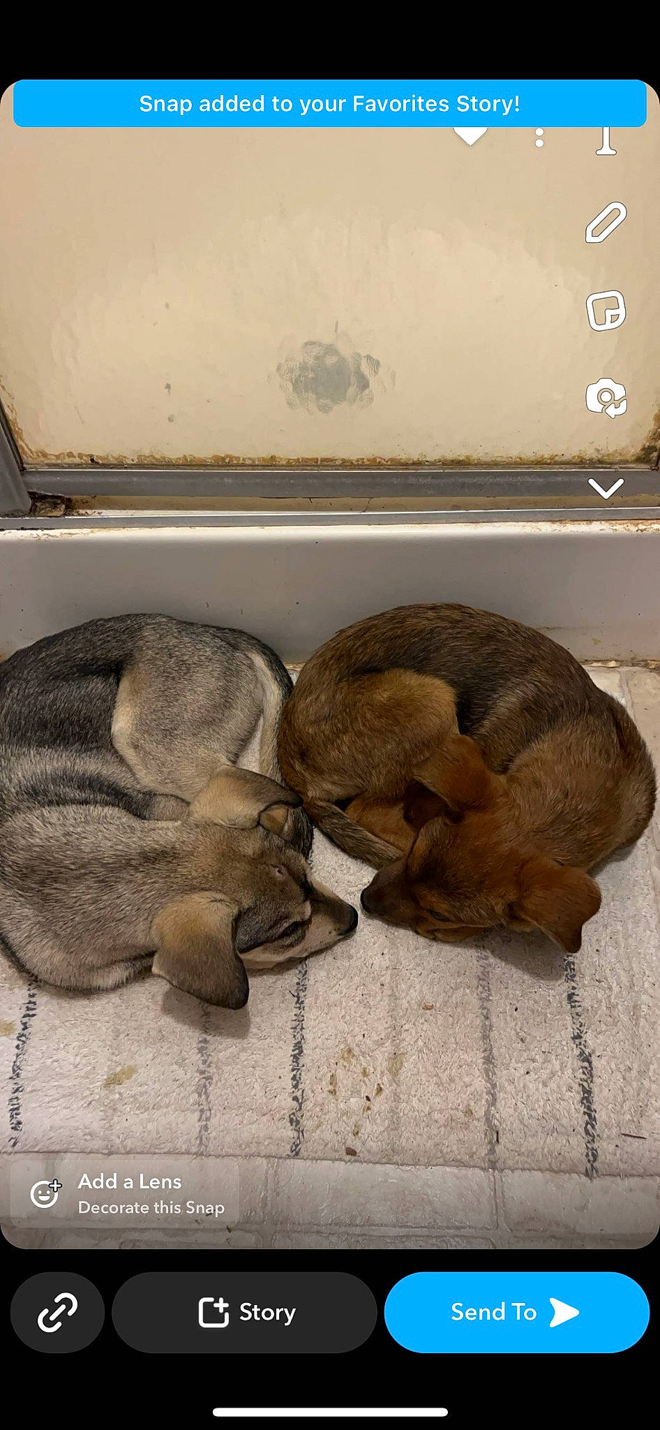 River joined the competition — help win amazing prizes! comfort, comfort_food, edible_mushroom, fawn, fungus, fur, ingredient, linens, mushroom, nap, organism, snout, still_life, tableware, terrestrial_animal, toy, wood, working_animal