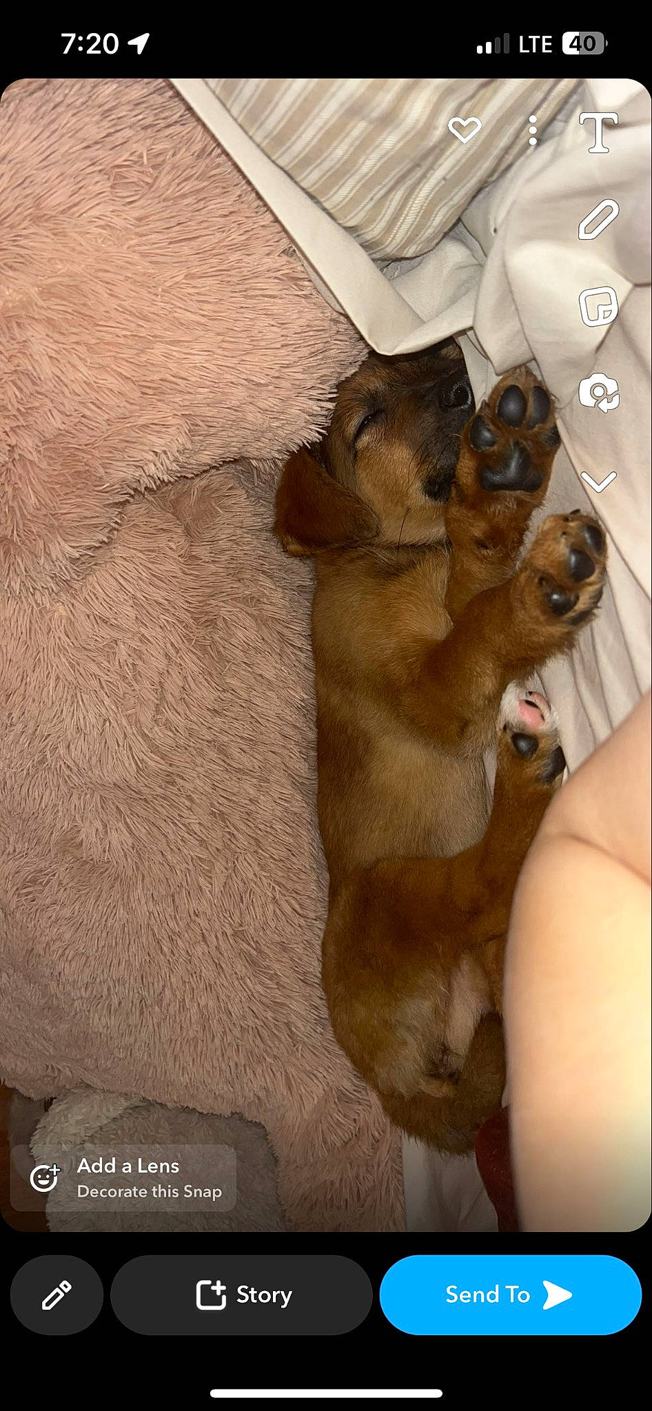 River is registered to the contest to win money with this photo: brown, canidae, carnivore, comfort, companion_dog, dog, dog_breed, fawn, fur, hardwood, liver, paw, puppy, snout, sporting_group, tail, toy_dog, watch, wood, working_animal