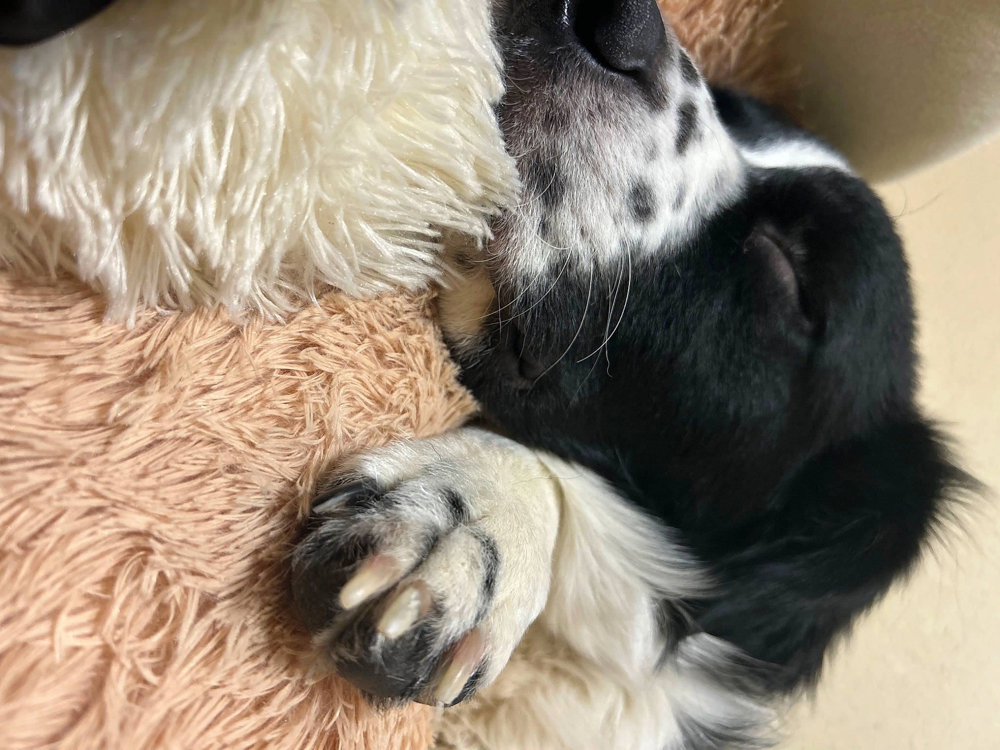 Rocky joined the competition — help win amazing prizes! bored, canidae, carnivore, claw, comfort, companion_dog, dog, dog_breed, fawn, fur, nap, non_sporting_group, paw, pet_supply, puppy, snout, sporting_group, tail, terrestrial_animal, working_animal