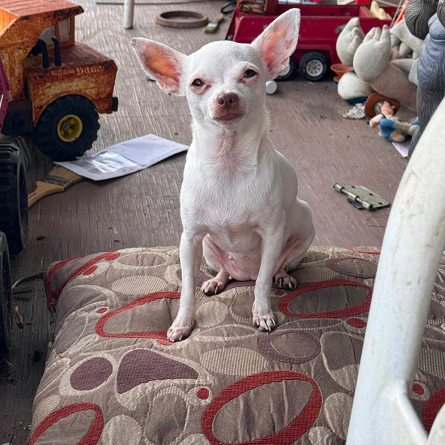 Sugar joined the competition — help win amazing prizes! animal, architecture, building, canine, chihuahua, cushion, dog, face, head, homedecor, machine, outdoors, person, pet, photography, portrait, puppy, shelter, wheel, whitedog