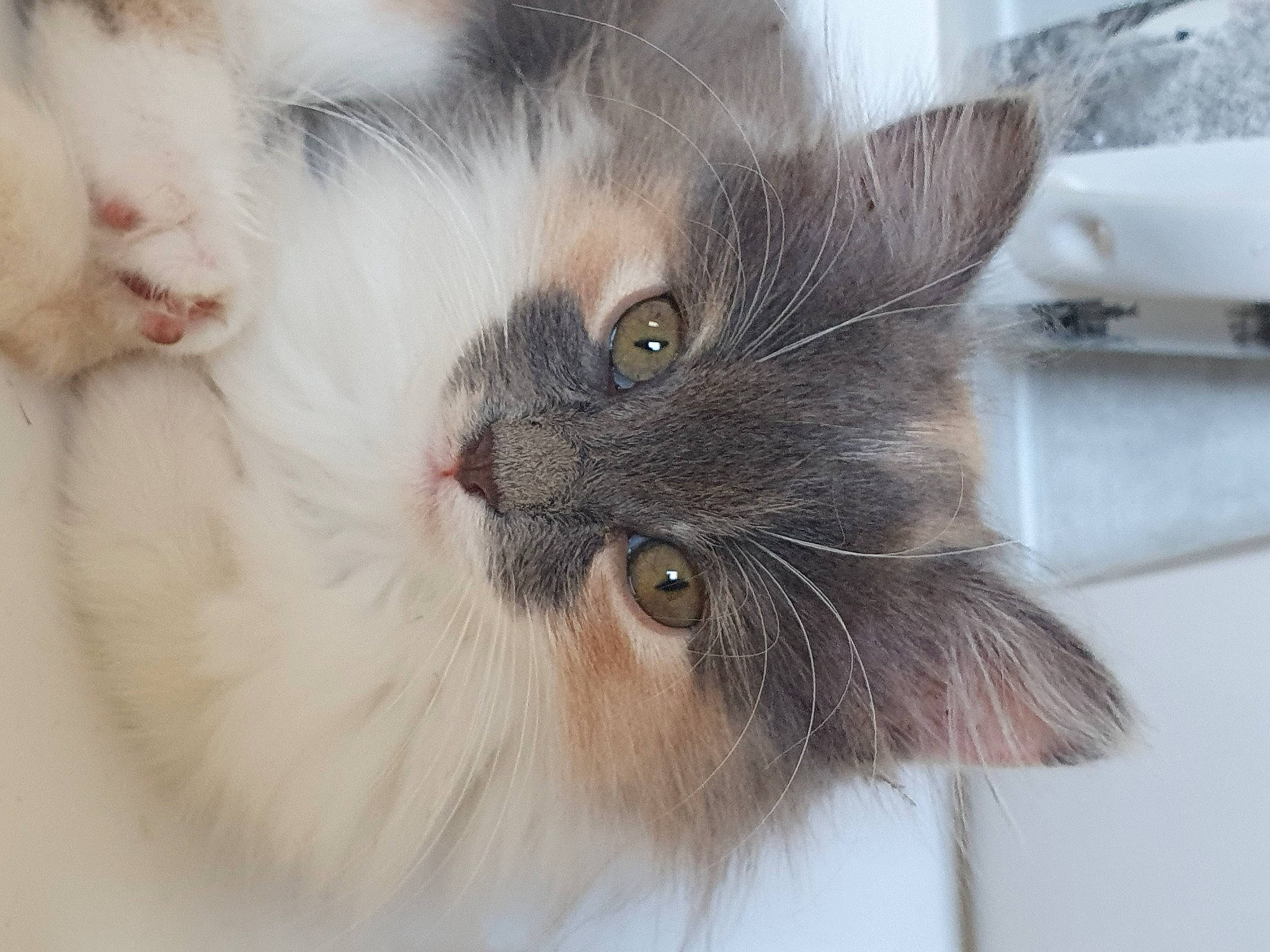 Shaïny a rejoint le concours — aidez-le/la à gagner de superbes lots ! carnivore, cat, claw, domestic_short_haired_cat, eye, felidae, fur, grey, paw, small_to_medium_sized_cats, snout, terrestrial_animal, whiskers