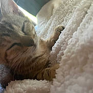 Kitty joined the competition — help win amazing prizes! animal, blanket, cat, close_up, comfort, cozy, cute, feline, fur, indoor, kitten, paw, pet, relaxation, resting, sleeping, soft_light, texture, warm, window
