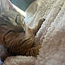 animal, blanket, cat, close_up, comfort, cozy, cute, feline, fur, indoor, kitten, paw, pet, relaxation, resting, sleeping, soft_light, texture, warm, window