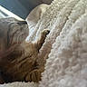 Kitty is registered to the contest to win money with this photo: animal, blanket, cat, closeup, comfort, cozy, cute, fluffy, fur, indoor, paw, peaceful, pet, relaxed, resting, sleeping, soft, tabby, whiskers, white