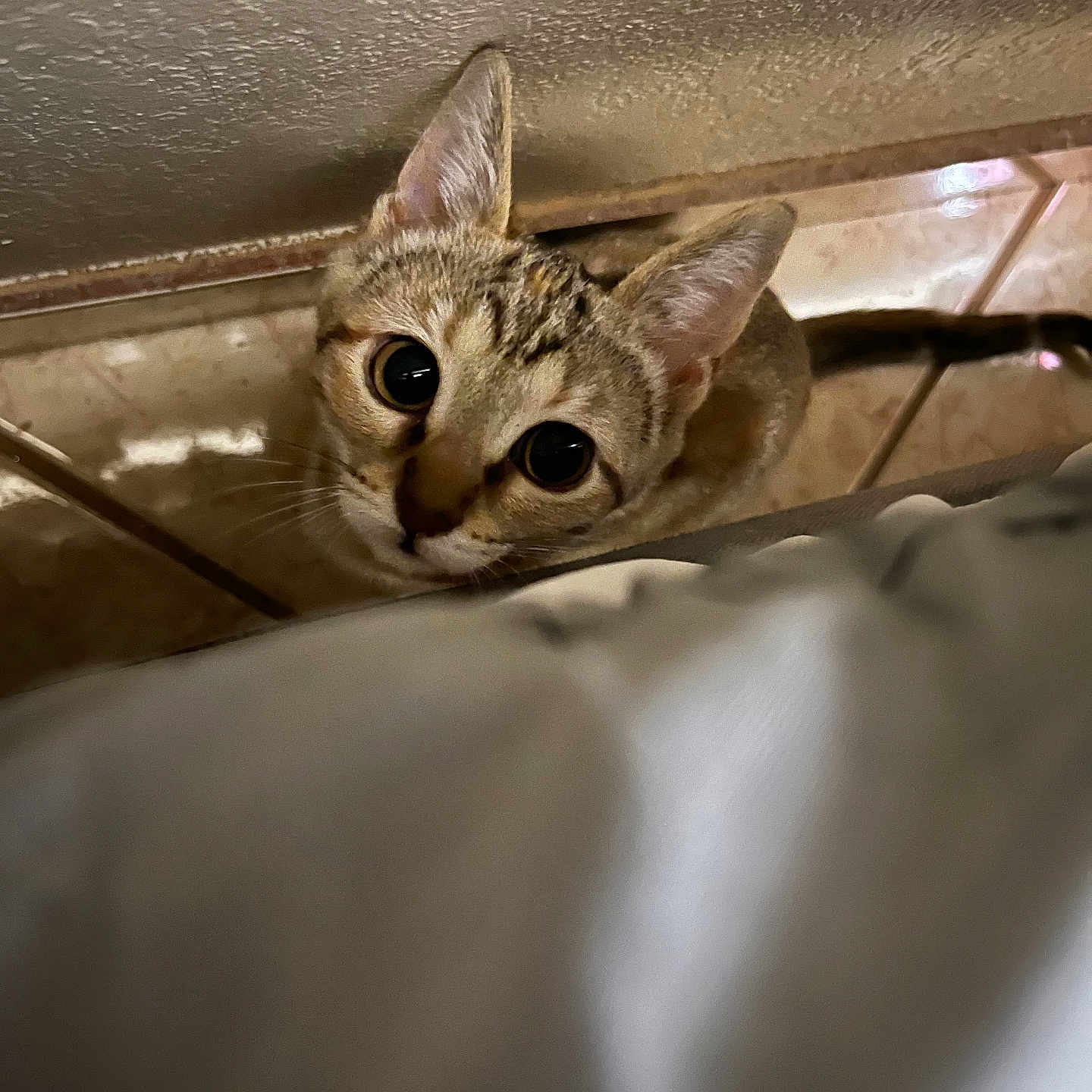 Kitty