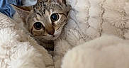 Kitty joined the competition — help win amazing prizes! animal, blanket, cat, comfort, cozy, curious, cute, cute_eyes, ears, fur, home, indoor, mammal, pet, relaxing, resting, sleepy, soft, tabby, whiskers