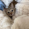 animal, blanket, cat, comfort, cozy, curious, cute, cute_eyes, ears, fur, home, indoor, mammal, pet, relaxing, resting, sleepy, soft, tabby, whiskers
