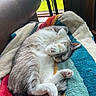 Charlie is registered to the contest to win money with this photo: cat, sleeping, blanket, colorful, striped, cozy, fur, paw, indoor, window, natural_light, relaxing, cute, pet, animal, resting, soft, feline, domestic_cat, curled_up