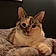 Charlie