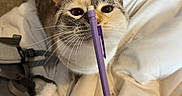 Charlie is registered to the contest to win money with this photo: cat, pen, hand, blanket, backpack, fur, whiskers, indoor, curious, nails, purple, white, bedroom, cozy, animal, pet, soft, closeup, face, feline