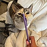 cat, pen, hand, blanket, backpack, fur, whiskers, indoor, curious, nails, purple, white, bedroom, cozy, animal, pet, soft, closeup, face, feline
