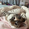 Charlie joined the competition — help win amazing prizes! cat, blanket, bed, indoor, cozy, fur, pet, animal, resting, cute, comfort, soft, sleepy, domestic, feline, pink_blanket, white_blanket, curtains, bedroom, relaxed