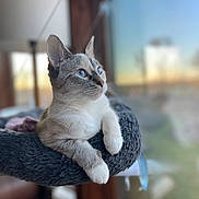Charlie is registered to the contest to win money with this photo: cat, blue_eyes, window, indoor, perch, plush, sunset, relaxed, feline, pet, cozy, soft_light, animal, looking_out, whiskers, paws, fur, domestic_cat, calm, portrait