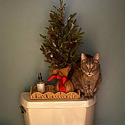 Auggie is registered to the contest to win money with this photo: animal, basket, bathroom, cat, christmas_tree, curious, decor, feline, gray_cat, holiday, indoor, orange_eyes, pet, pine_tree, red_ribbon, sitting, small_tree, spray_bottle, toilet, wall