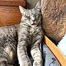 cat, gray_tabby, sleeping, indoors, cozy, feline, resting, tongue_out, closeup, soft_fur, wooden_background, blanket, pet, relaxed, cute, animal, napping, fur_texture, domestic_cat, peaceful