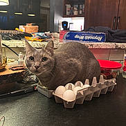 Auggie joined the competition — help win amazing prizes! cat, gray_cat, egg_carton, eggs, kitchen_counter, kitchen, reynolds_wrap, container, red_lid, lamp, cabinet, household_items, pet, curious, feline, indoor, looking_at_camera, still_life, domestic_animal, tabletop