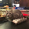 cat, gray_cat, egg_carton, eggs, kitchen_counter, kitchen, reynolds_wrap, container, red_lid, lamp, cabinet, household_items, pet, curious, feline, indoor, looking_at_camera, still_life, domestic_animal, tabletop