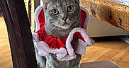 Auggie joined the competition — help win amazing prizes! cat, gray_tabby, chair, wooden_furniture, holiday_collar, indoor, living_room, christmas_tree, festive, decorations, plant, sofa, lamp, wood_floor, pet, animal, cute, christmas_lights, holiday, domestic_cat