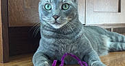 Auggie is registered to the contest to win money with this photo: animal, cat, close_up, curious, cute, domestic_cat, feline, gray_cat, green_eyes, home, indoor, paw, pet, pipe_cleaner, playful, relaxed, tabby, whiskers, wood_cabinet, wood_floor